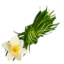 Daffodil Thread