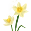 Daffodil