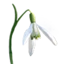 Snowdrop