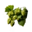 Humulus Lupulus