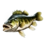 Largemouth Bass