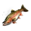 Spotted Trout