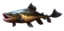 Giant Catfish