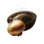 Grave Lily Seed