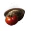 Tomato Rooting Ball