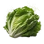 Lettuce