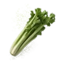 Celery