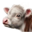 Baby Cow