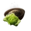 Lettuce Seed