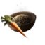 Carrot Seed